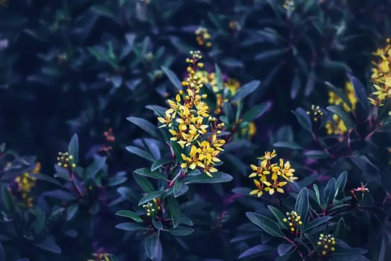 Herbs for Protection: What People Use to Keep Evil Spirits Away