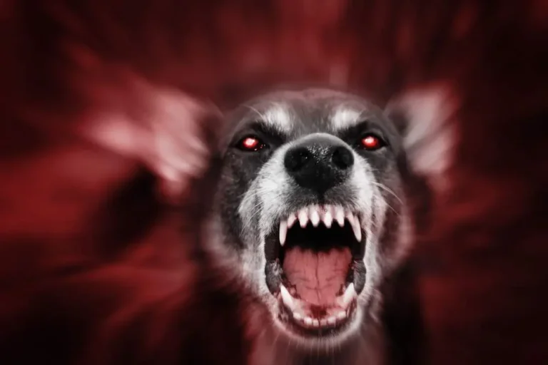 Black Dogs | More ‘Boo!’ Than Bite